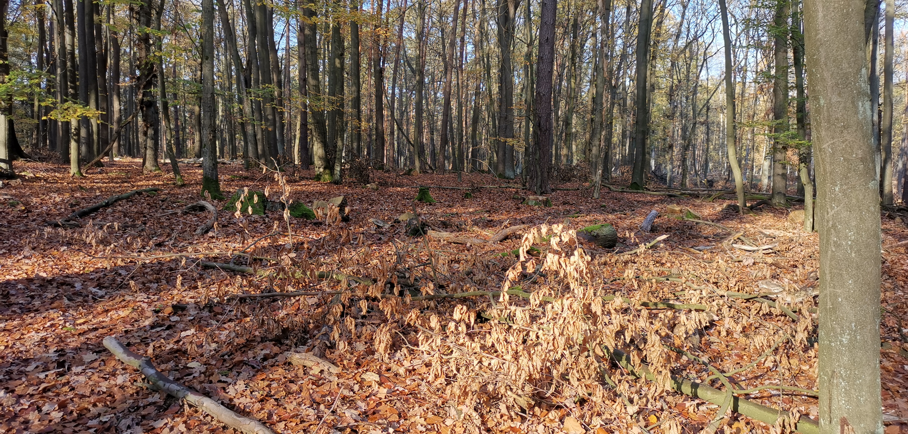 F3-Wald im Sonnenlicht