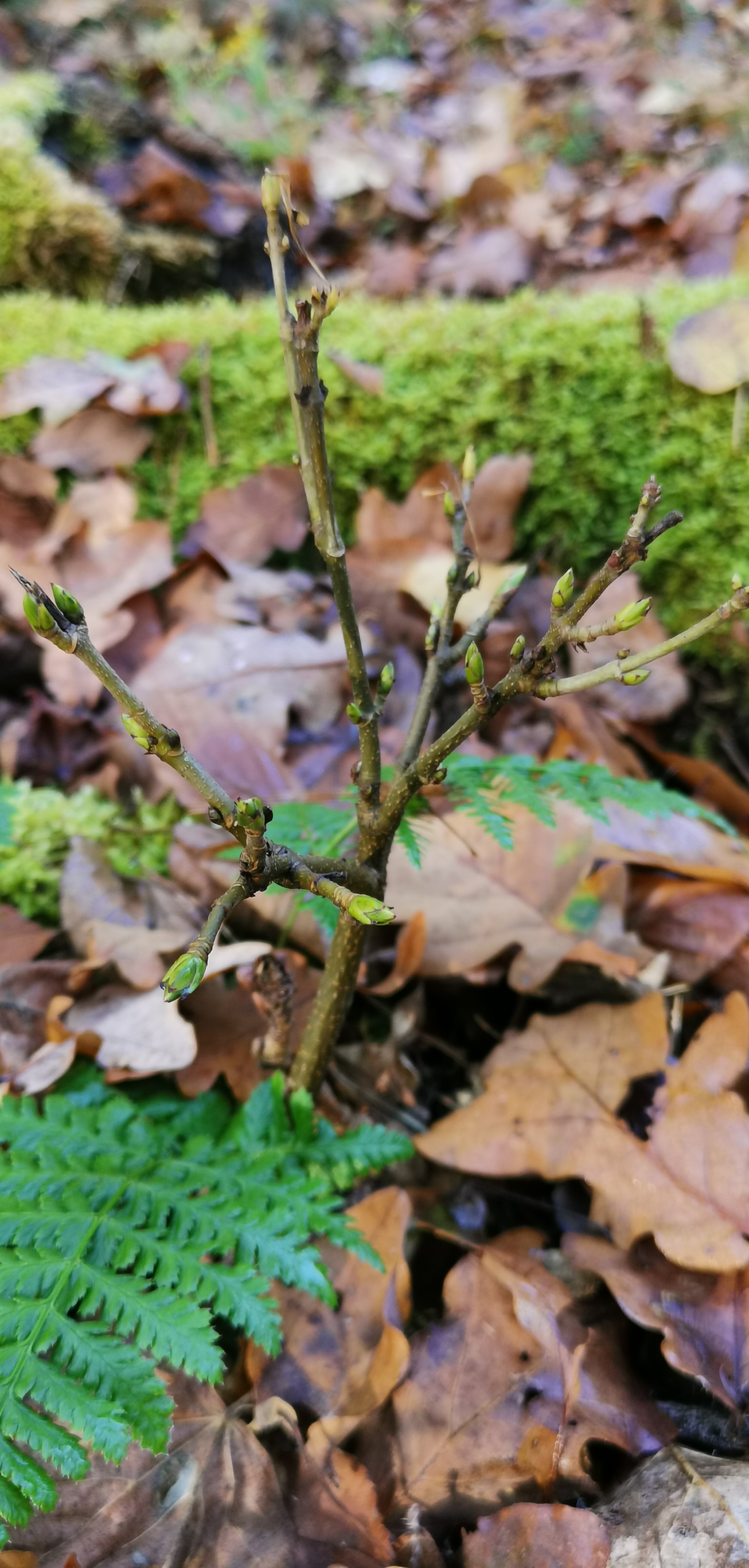 Kooperation im F3-Wald