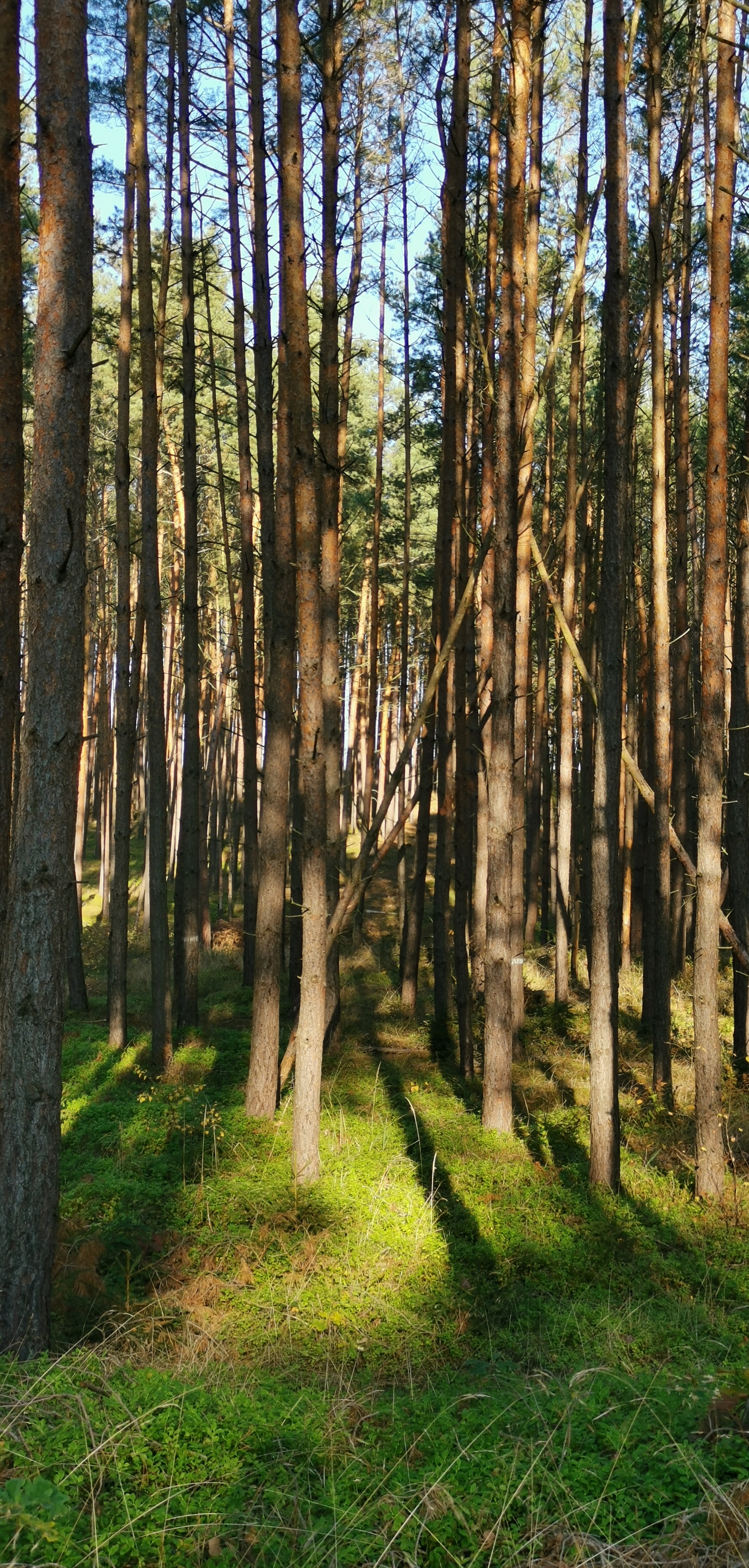 F3-Waldprojekte in Brandenburg