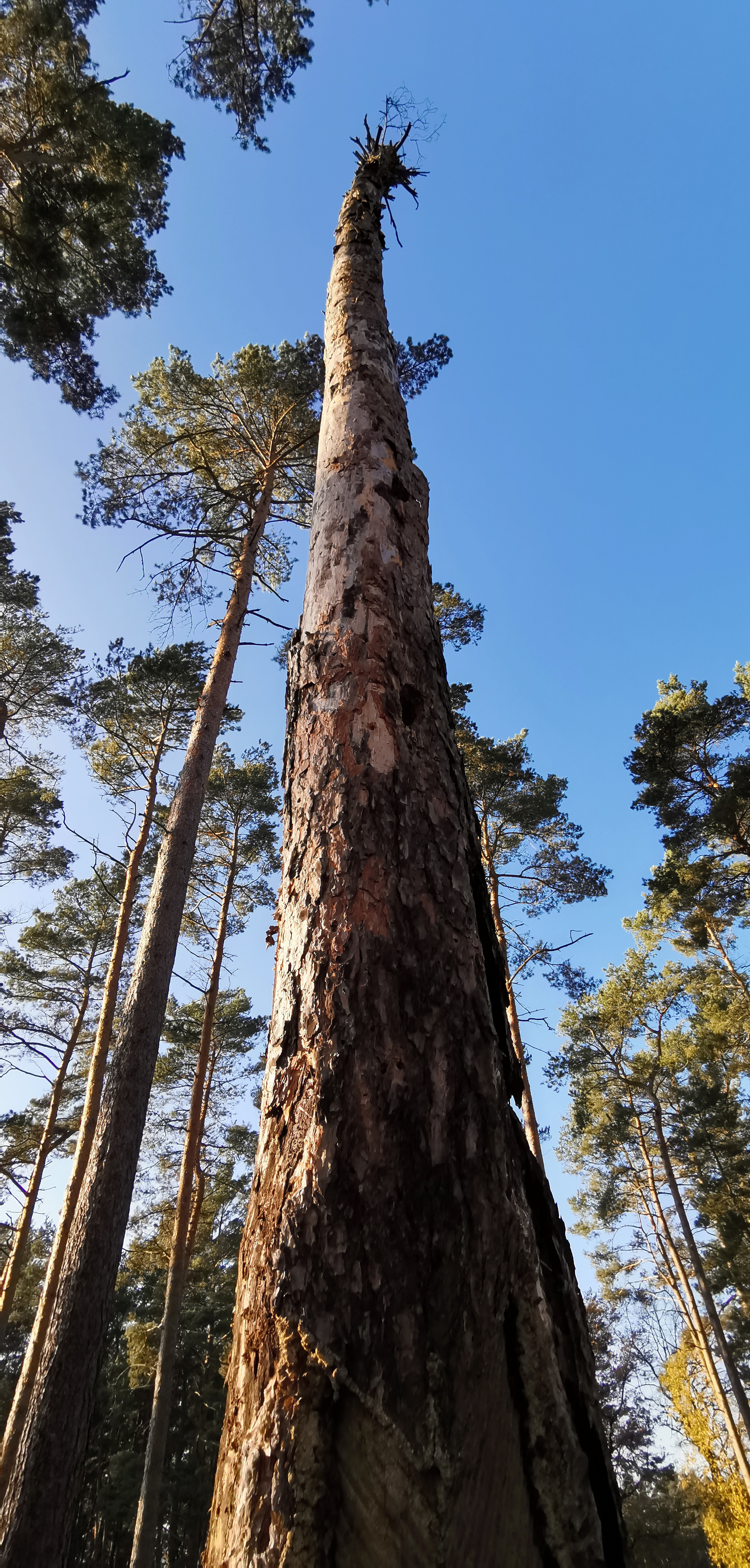 Blick in einen F3-Wald in Brandenburg im Herbst