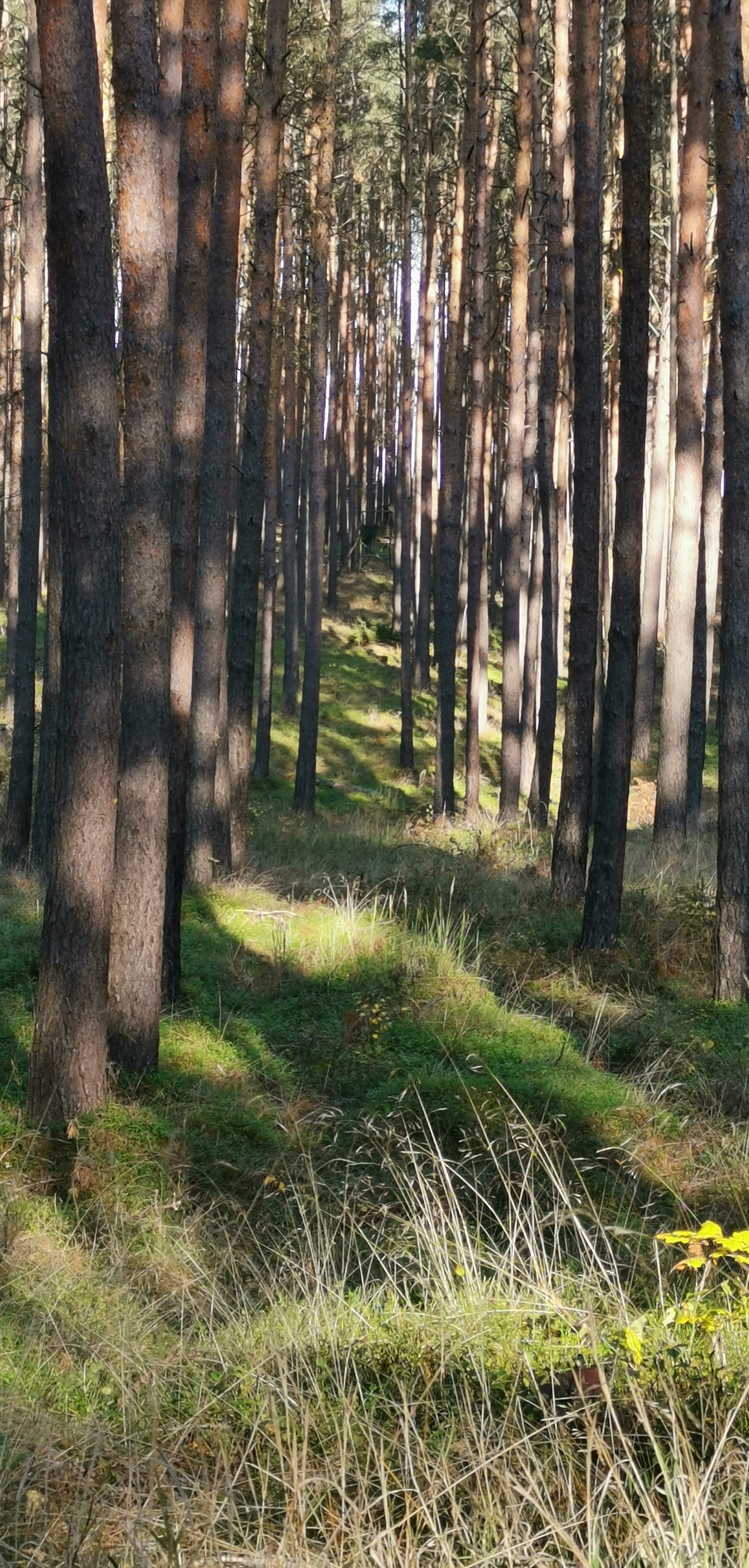 F3-Waldprojekt in Sachsen-Anhalt