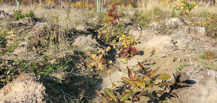Diversifizierung des Baumbestandes im F3-Wald