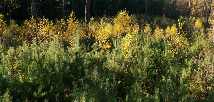 Ökosystemleistungen im F3-Wald