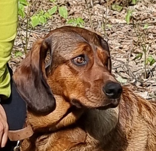 Greta, die Dachsbracke von F3